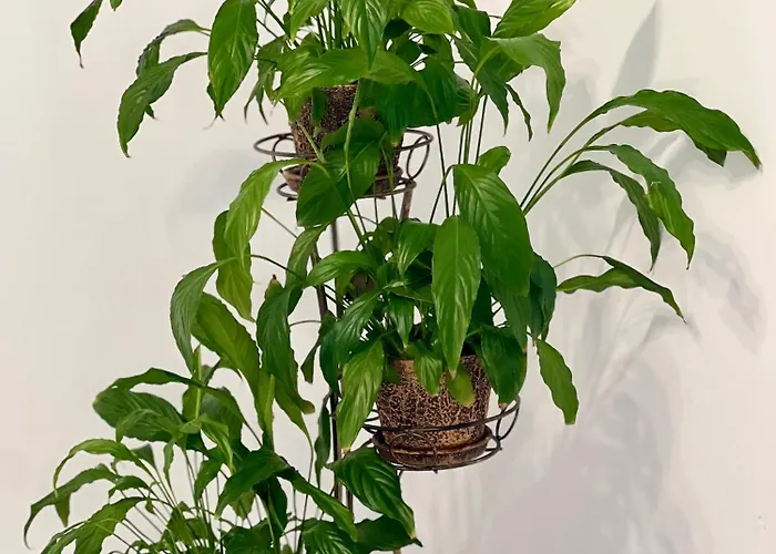 Daire Osapart Shevchenka 21 Street Lviv