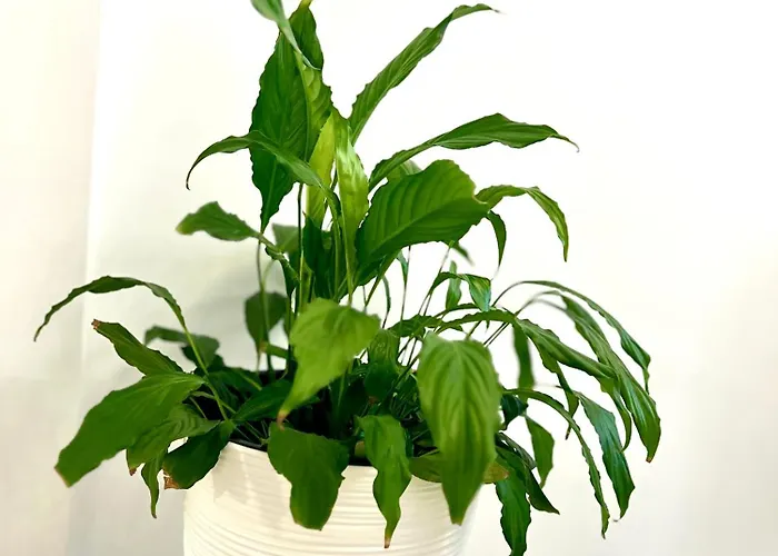 Apartment Osapart Shevchenka 21 Street *